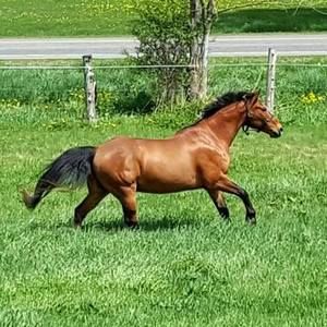 Meet your Posher, Jamie